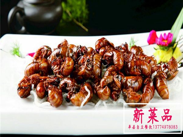 煎金蟬